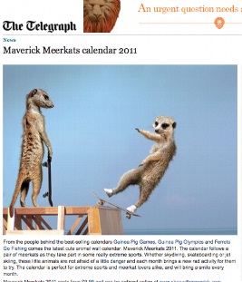 Meerkats Calendar 2011 in The Telegraph